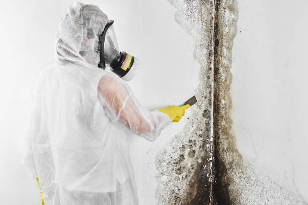 Best Post-Flood Mold Remediation in Mauriceville, TX