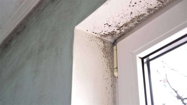 Best White Mold Remediation in Mauriceville, TX