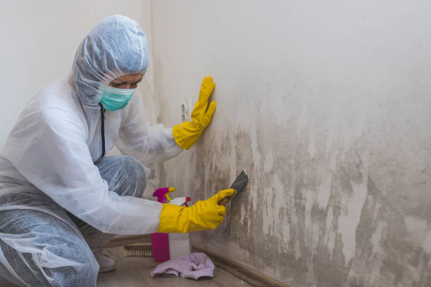 Best DIY Mold Remediation Support Services in Mauriceville, TX