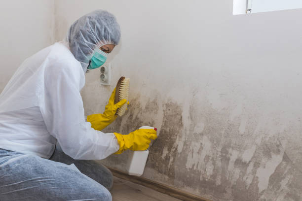 Best Mold Remediation for Specific Building Types in Mauriceville, TX