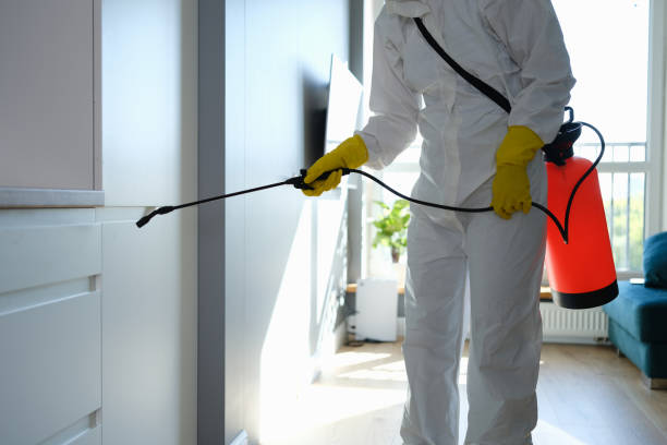 Professional Mold Remediation in Mauriceville, TX