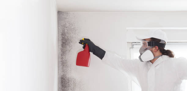 Best Black Mold Remediation in Mauriceville, TX