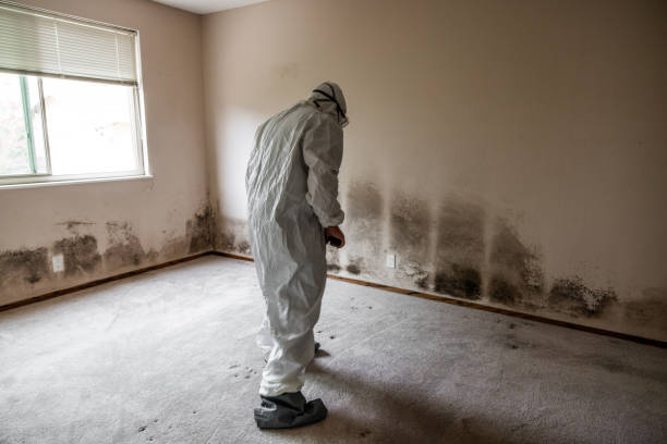 Best Residential Mold Remediation in Mauriceville, TX