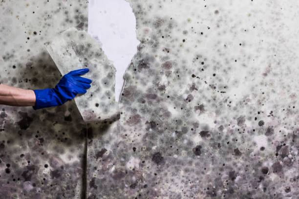 Best Mold Testing and Inspection Services in Mauriceville, TX