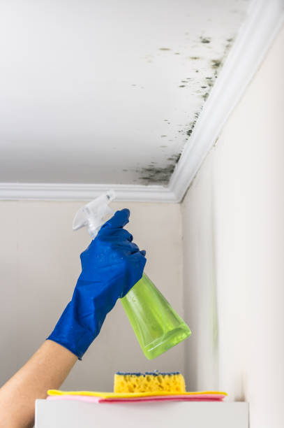 Best Emergency Mold Remediation in Mauriceville, TX